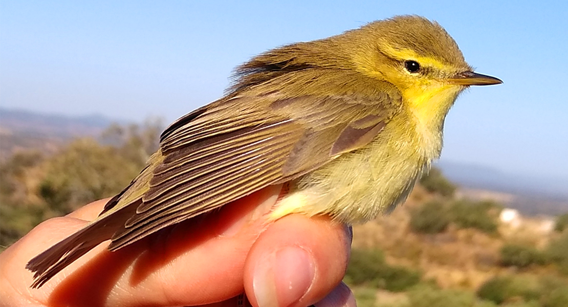 Adenex estudia 105 aves en una nueva jornada de anillamiento en Montánchez