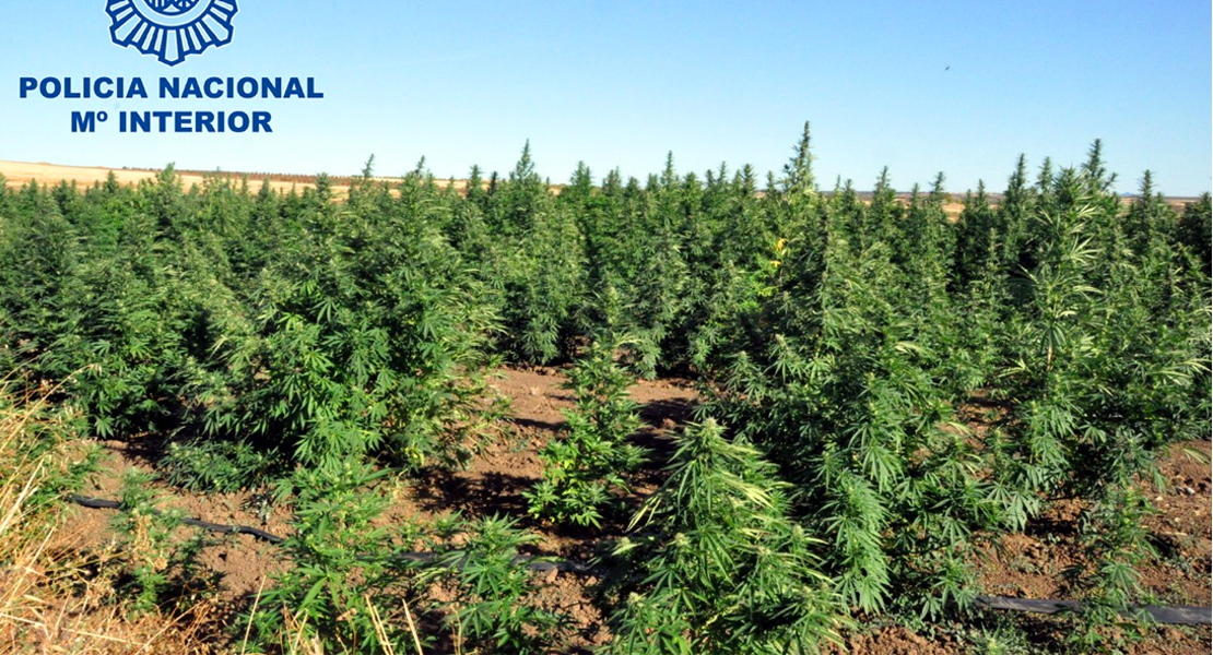 La Policía Nacional desmantela una plantación de marihuana con 2.000 plantas cerca de Mérida