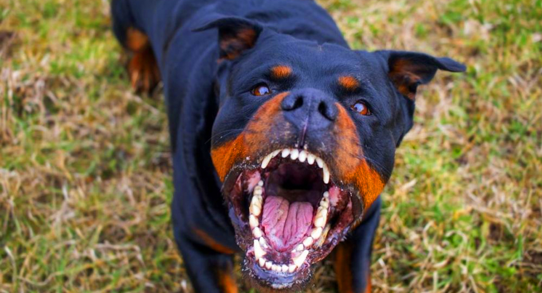 Un perro muerde a su amo en la cara hasta acabar con su vida