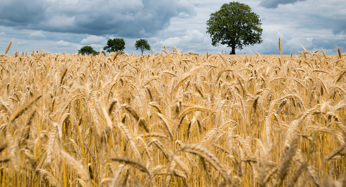 UPA-UCE denuncia la caída del precio del maíz a causa de la especulación de mayoristas