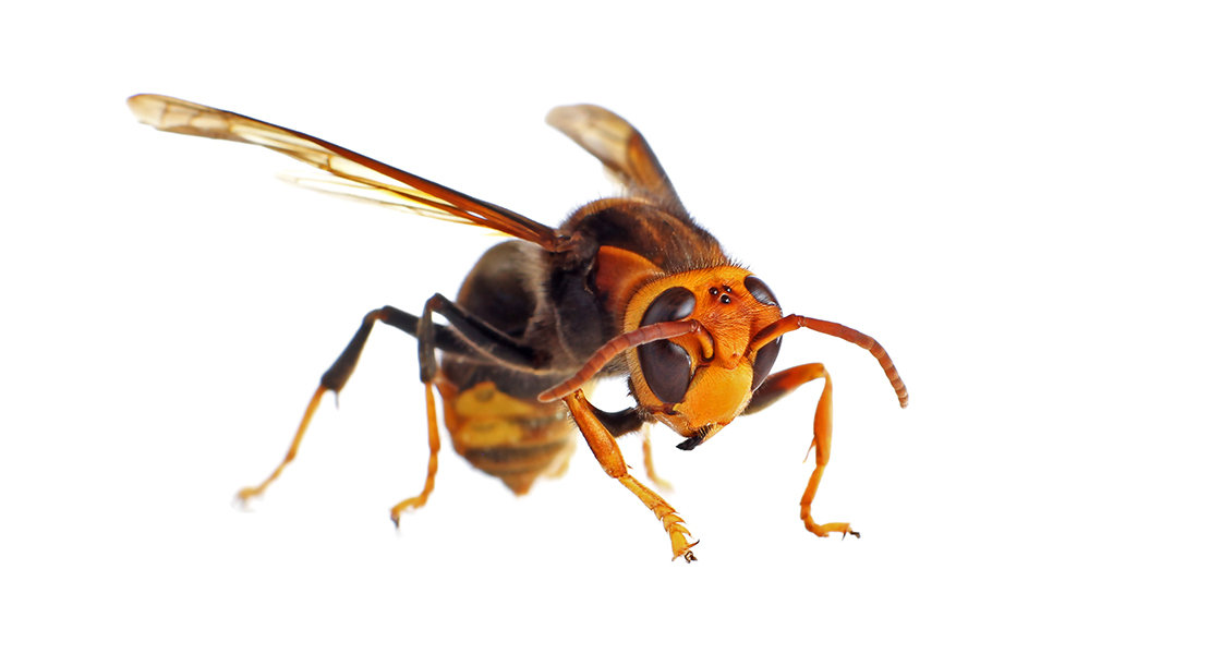 La avispa asiática ha irrumpido con fuerza este verano