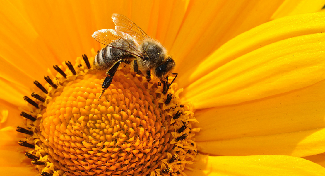 Diputación lleva a cabo una formación para mejor el hábitat de especies animales y vegetales