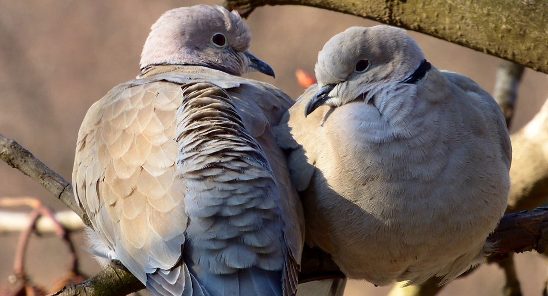 Las ONGs ambientales se pronuncian tras el Consejo Extremeño de Caza