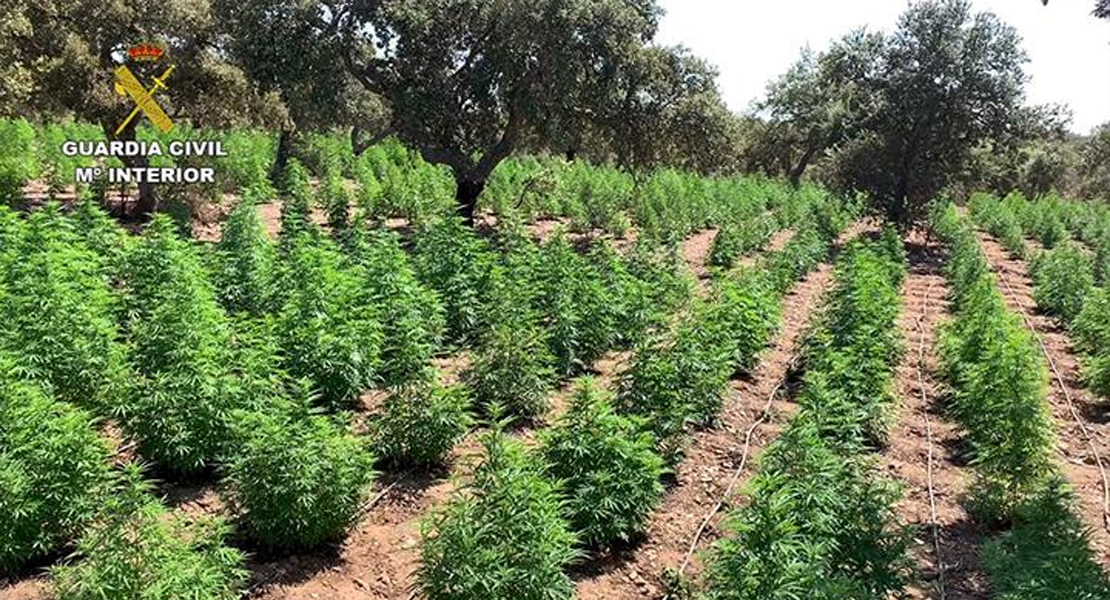 Desmantelan la mayor plantación de marihuana de Extremadura