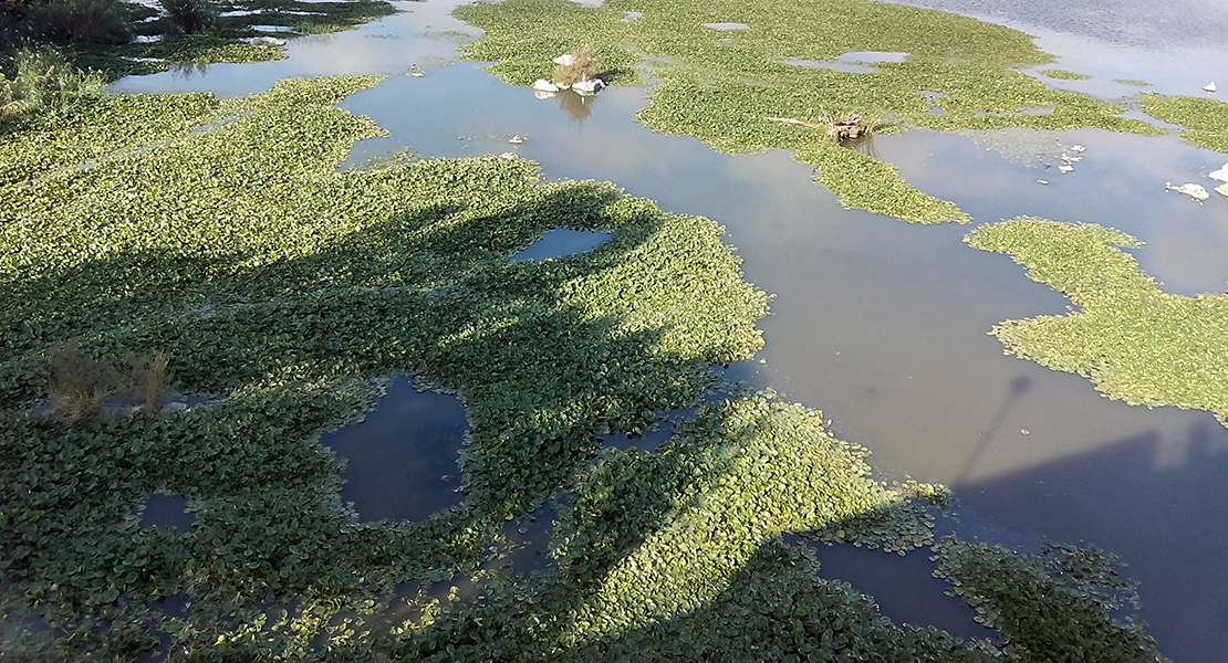 La Asociación Cívica pide medidas urgentes en la lucha contra el Nenúfar mejicano del Guadiana