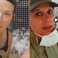 La respuesta de una ganadera extremeña a las veganas de las &#39;gallines&#39;