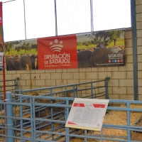 La Diputación de Badajoz participa con éxito en el 34 Salón Ovino de Castuera