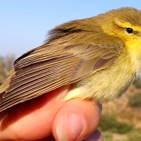 Adenex estudia 105 aves en una nueva jornada de anillamiento en Montánchez