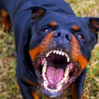 Un perro muerde a su amo en la cara hasta acabar con su vida