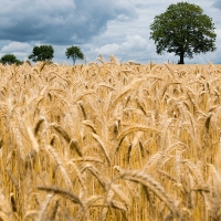 UPA-UCE denuncia la caída del precio del maíz a causa de la especulación de mayoristas