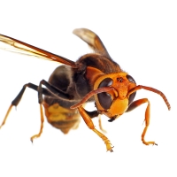 La avispa asiática ha irrumpido con fuerza este verano