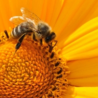 Diputación ofrece formaciones sobre como mejorar el hábitat animal y vegetal