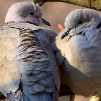 Las ONGs ambientales se pronuncian tras el Consejo Extremeño de Caza