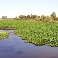 Denuncian a Junta y Confederación por el daño ambiental en el control del camalote