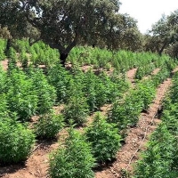 Desmantelan la mayor plantación de marihuana de Extremadura