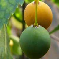 Los Santos de Maimona y Paisajes Extremadura firman un acuerdo para la conservación del almez