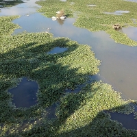 La Asociación Cívica pide medidas urgentes en la lucha contra el Nenúfar mejicano del Guadiana