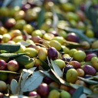 La cosecha de aceituna podría ser la más baja de la última década