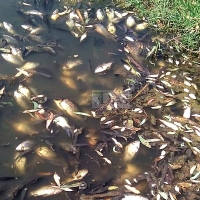 Aparecen cientos de peces muertos en el río Guadiana