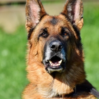 Nueve euros por perro al año