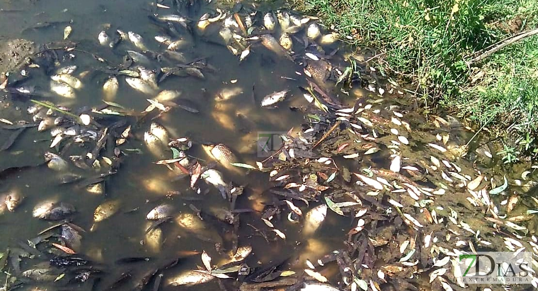 Aparecen cientos de peces muertos en el río Guadiana