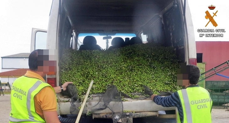 El robo de aceituna, quebradero para el sector agrario extremeño