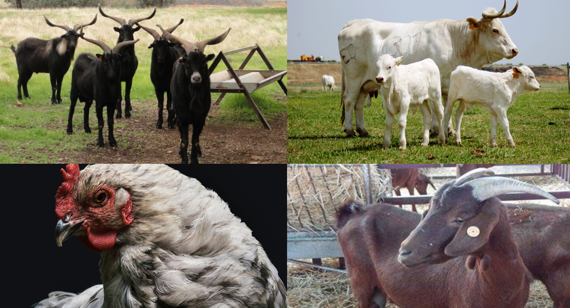 Publicadas las ayudas para criar razas autóctonas extremeñas