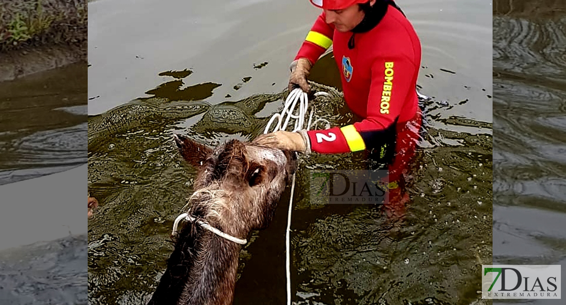 Cae un caballo al canal que une Gévora con Valdebótoa