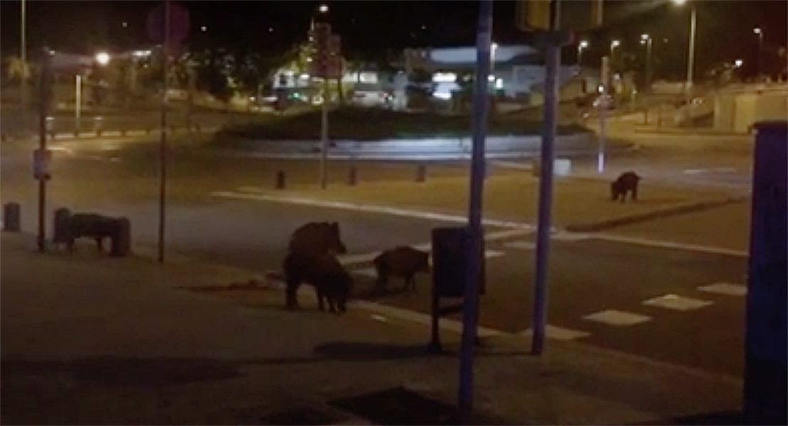 Una piara de jabalíes invade un barrio de Barcelona