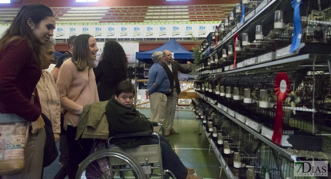 GALERÍA - IV Internacional del Oeste &#39;Ciudad de Alburquerque&#39;