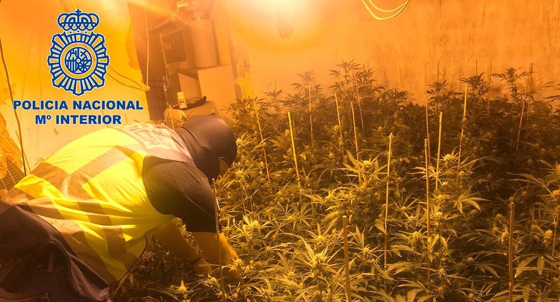 La Policía Nacional detiene a un hombre por cultivo de marihuana en su domicilio