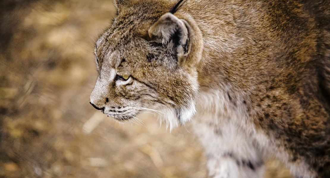 El lince ibérico, “gran aliado” del sector cinegético extremeño