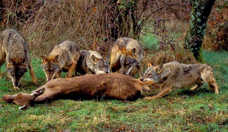 Lobos para proteger el bosque en las comarcas del norte de Cáceres