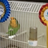 Galería del concurso de canarios