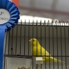Galería del concurso de canarios