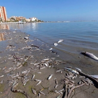 Aparecen muertos más de tres toneladas de peces y crustáceos en el mar Menor