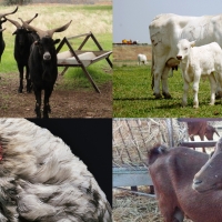 Publicadas las ayudas para criar razas autóctonas extremeñas