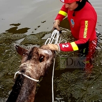 Cae un caballo al canal que une Gévora con Valdebótoa