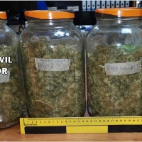 La Guardia Civil descubre 338 plantas y 1.721 gramos de cogollos de marihuana en Cáceres
