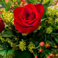 UPA anima a “comprar flor cortada nacional” para la festividad de Todos los Santos