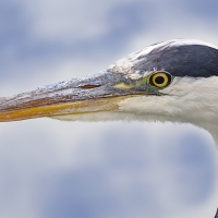 Badajoz, ciudad de las aves