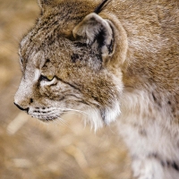 El lince ibérico, “gran aliado” del sector cinegético extremeño