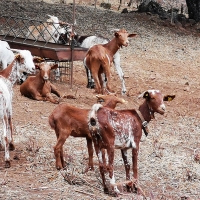 El sector agroganadero extremeño prefiere el horario de invierno