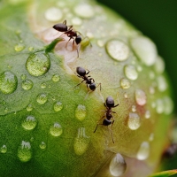 La lluvia regresa para darle vida al campo extremeño