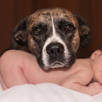 Los españoles prefieren los perros a los niños