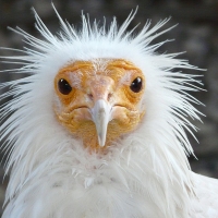 El escaso alimoche elige Extremadura