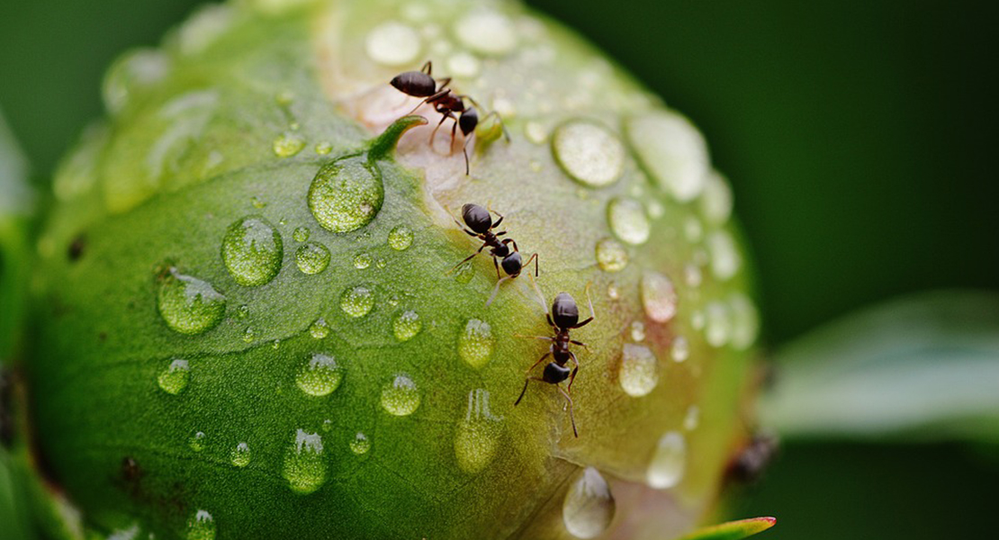 La lluvia regresa para darle vida al campo extremeño