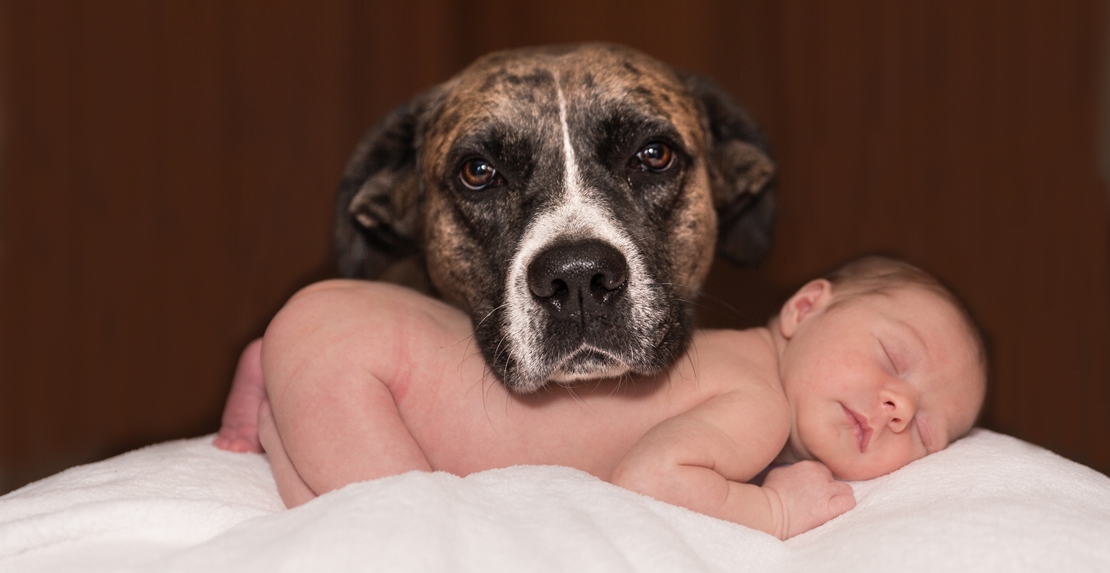 Los españoles prefieren los perros a los niños