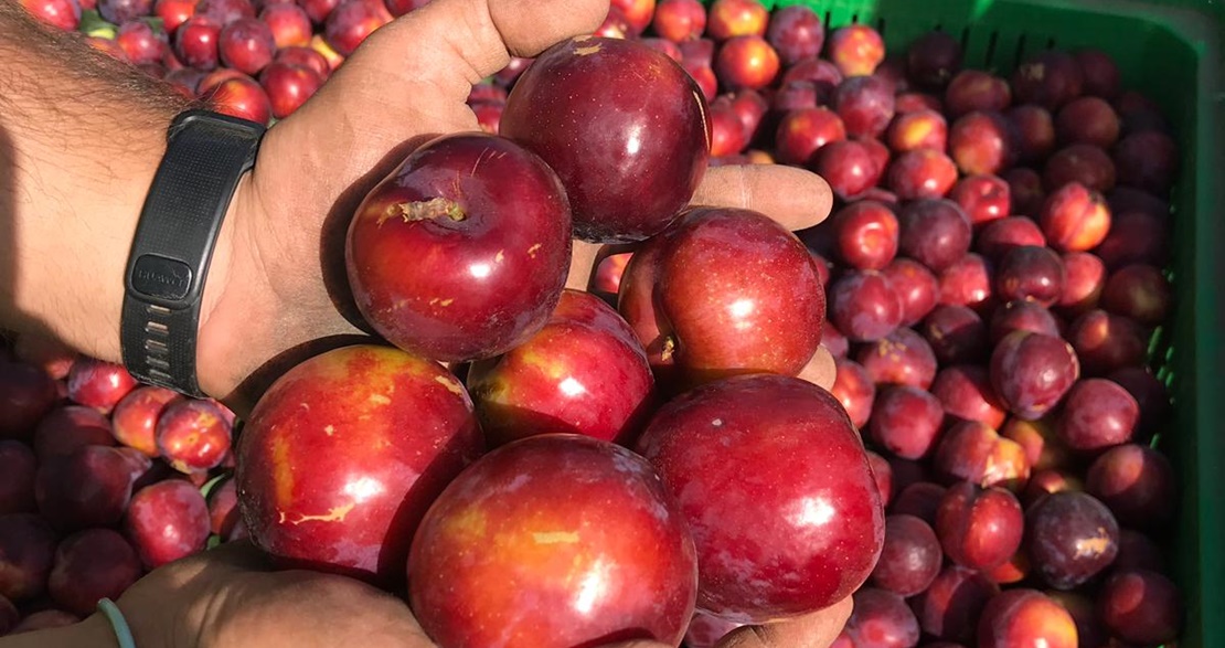 UPA, única representante de los productores de fruta de hueso españoles en el Observatorio del mercado de la UE