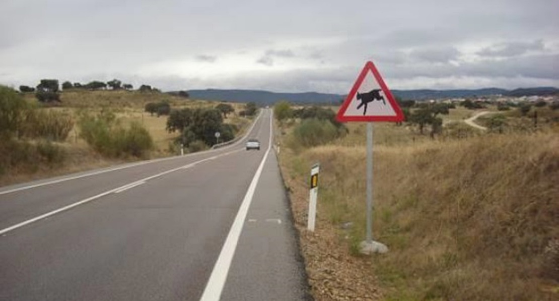 Más señalización para combatir el atropello de linces ibéricos en las carreteras extremeñas